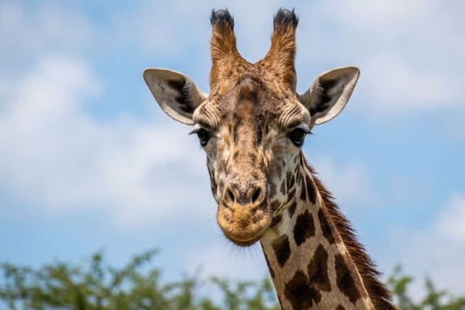 Live Animals Regulations for Cargo Personnel [e-learning]