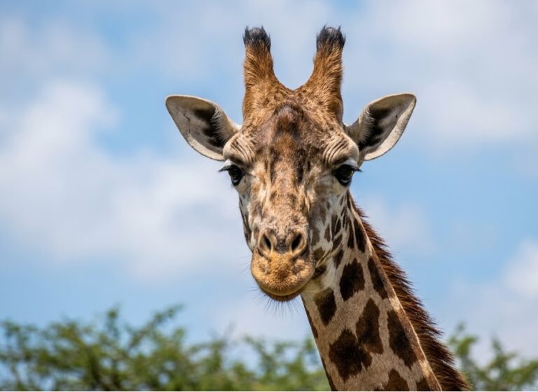 Live Animals Regulations for Cargo Personnel [e-learning]